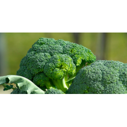 Broccoli, 1 Head